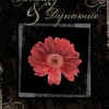 Beauty & Dynamite - Kontis